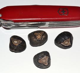  Seeds:   Ensete ventricosum ; Photo by K.E. Clancy, USDA APHIS PPQ, imageID.idtools.org